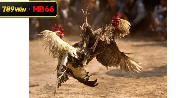 Hướng dẫn cách nuôi gà chọi đúng kỹ thuật, khoa học và hiệu quả Hướng dẫn cách nuôi gà chọi đúng kỹ thuật, khoa học và hiệu quả