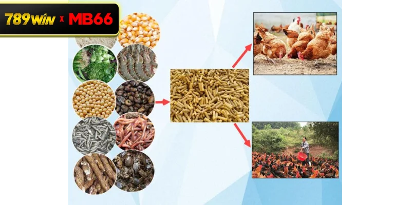 Thức ăn giàu tinh bột cho gà đá – Nền tảng thể lực bền bỉ cho chiến kê Thức ăn giàu tinh bột cho gà đá – Nền tảng thể lực bền bỉ cho chiến kê
